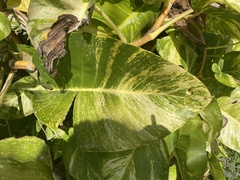 Epipremnum