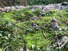 Pseudocrossidium hornschuchianum