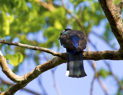 Trogon melanocephalus
