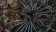 Pterois cincta