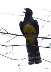 Trogon melanocephalus