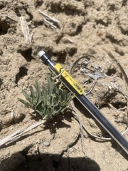 Asclepias involucrata
