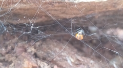 Latrodectus curacaviensis
