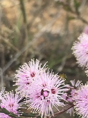 Kunzea parvifolia