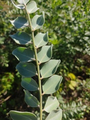 Sophora tomentosa