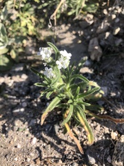 Johnstonella angustifolia