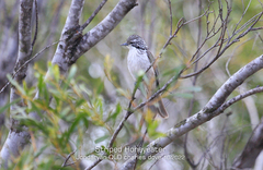 Plectorhyncha lanceolata