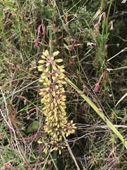 Lomandra multiflora