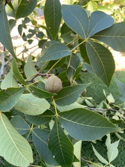 Carya tomentosa
