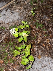 Mikania cordifolia