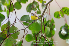 Gerygone olivacea