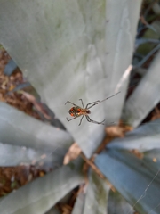 Leucauge argyrobapta