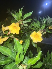 Allamanda cathartica