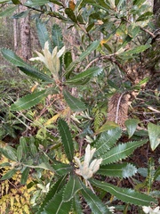 Banksia integrifolia