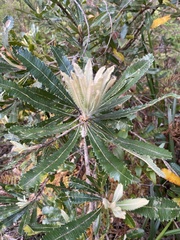 Banksia integrifolia