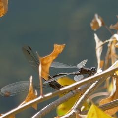 Archilestes californicus