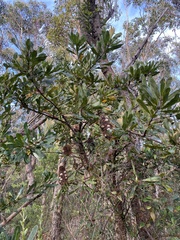 Banksia integrifolia