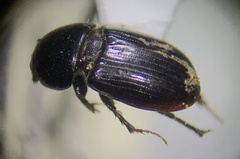Aphodiinae