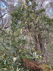 Banksia integrifolia