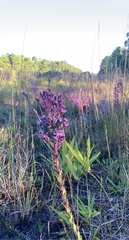 Carphephorus paniculatus