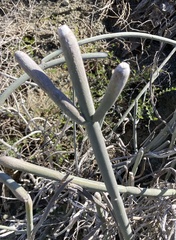 Euphorbia lomelii