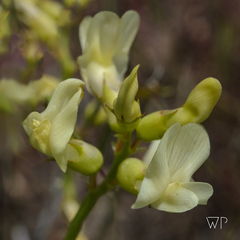 Astragalus oophorus