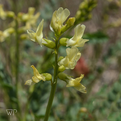 Astragalus oophorus