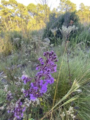 Carphephorus paniculatus