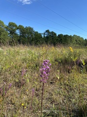 Carphephorus paniculatus