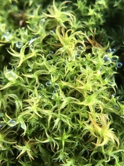 Vinealobryum vineale