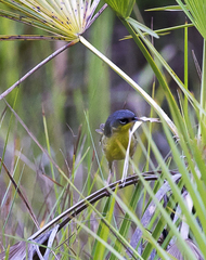 Geothlypis poliocephala