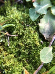 Vinealobryum vineale