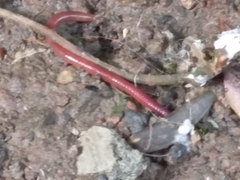 Oligochaeta