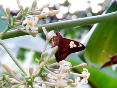 Nascus phocus