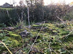 Vinealobryum vineale