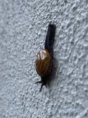 Bekkochlamys