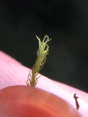 Vinealobryum vineale
