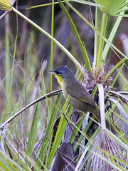 Geothlypis poliocephala
