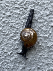 Bekkochlamys