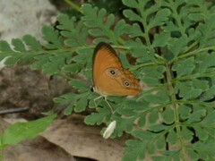 Hypocysta adiante antirius