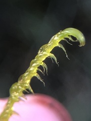 Sarmentypnum exannulatum