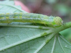 Anomis illita