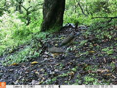 Ortalis poliocephala