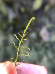 Sarmentypnum exannulatum