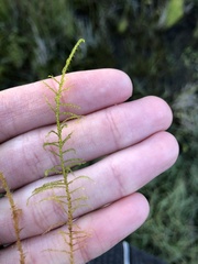 Sarmentypnum exannulatum