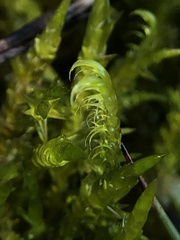 Sarmentypnum exannulatum