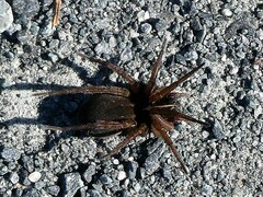 Tigrosa helluo