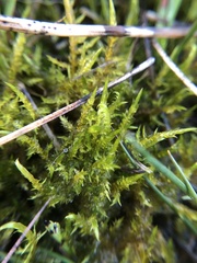 Sarmentypnum exannulatum