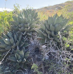 Agave margaritae