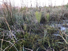 Sarmentypnum exannulatum